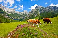Three cows graze by Christa Kramer thumbnail