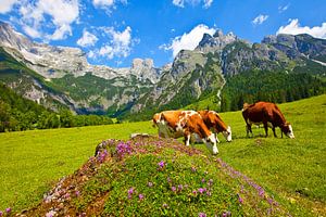 Drei Kühe grasen auf der Alm