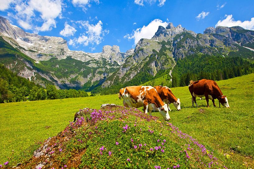Three cows graze by Christa Kramer