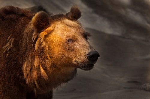 Bête sur un fond sombre, éclairée par le soleil. Face d'ours sur Michael Semenov
