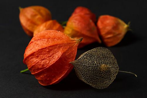 Twee generaties lampionnen (met een aantal lampionnen op achtergrond)