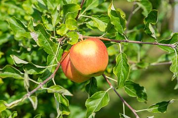 Apfelbaum im Herbst mit reifen Äpfeln von Animaflora PicsStock