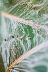 Fibers and seeds