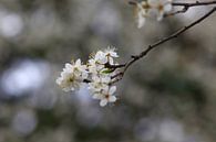 Blüten im Frühling von Thomas Jäger Miniaturansicht