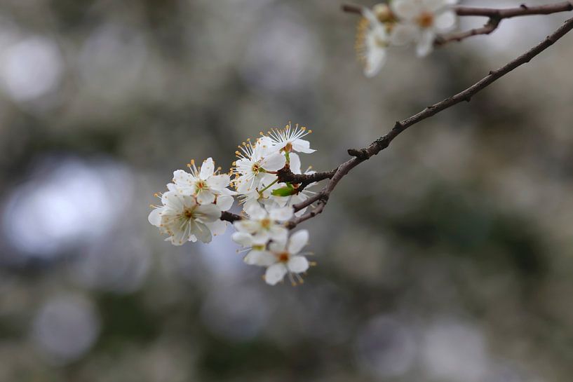 Blüten im Frühling von Thomas Jäger