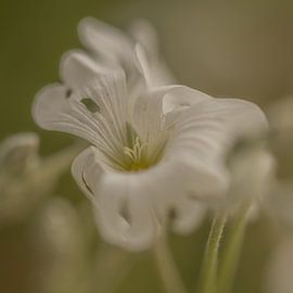 Flower by Ron Kleinjans