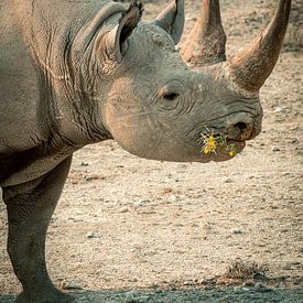 Black Rhinoceros by Saskia Strack