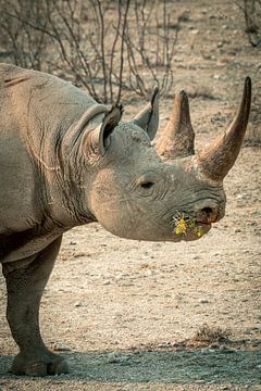 Zwarte Neushoorn van Saskia Strack