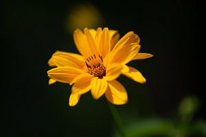Sonnenblume im Morgenlicht von Annemarie Goudswaard