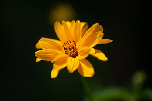 Zonnebloem in het ochtendlicht