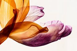 Gradient Tulips