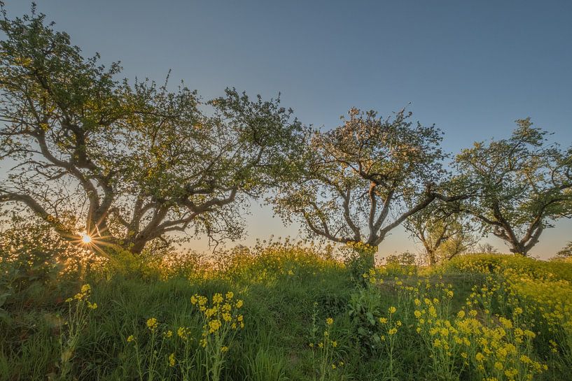 Rapeseed - Rape seed by Moetwil en van Dijk - Fotografie