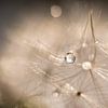 Water droplets on dandelion fluff by Nanda Bussers