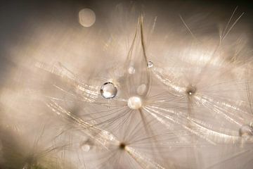 Waterdruppels op paardenbloem pluisjes