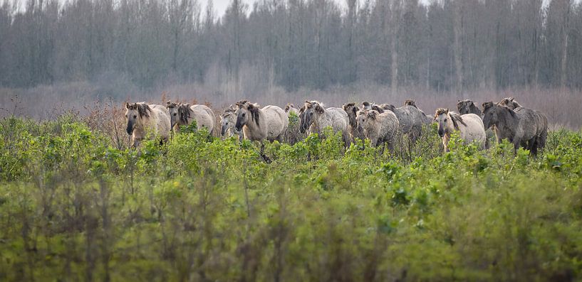 Konik-Pferde von Andy van der Steen - Fotografie