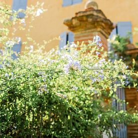 Mediterranean garden in the sunlight by Jasmijn Brussé