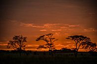 Zonsopgang Serengeti Nationaal Park Tanzania van olaf groeneweg thumbnail