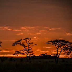 Zonsopgang Serengeti Nationaal Park Tanzania van olaf groeneweg