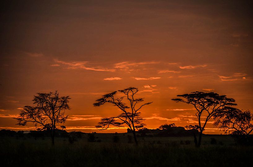 Zonsopgang Serengeti Nationaal Park Tanzania van olaf groeneweg