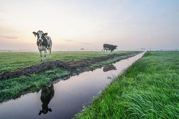 Cows in the Mist