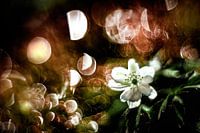 Printemps