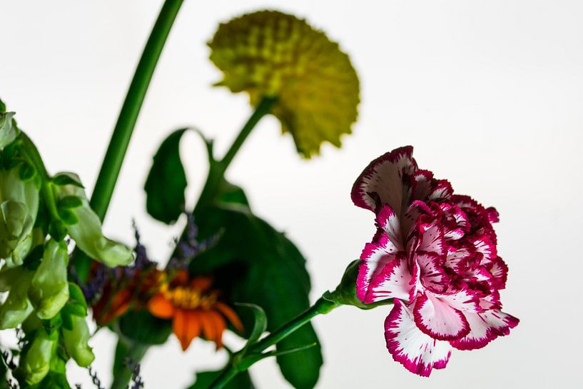 Carnation by Onno van Kuik