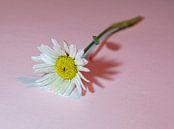 Gänseblümchen im Rampenlicht von Douwe Beckmann Miniaturansicht