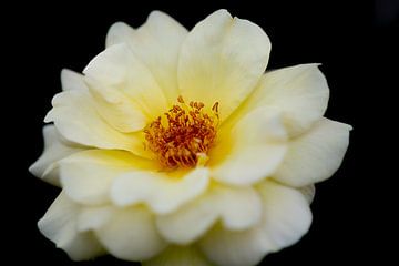 Rose on black by Jolanda de Jong-Jansen