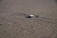Shell in the beach by Peter van Weel thumbnail