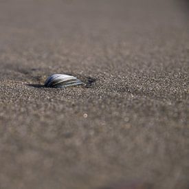 Coquillage sur la plage sur Peter van Weel