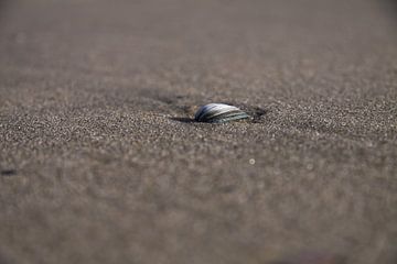 Muschel am Strand von Peter van Weel