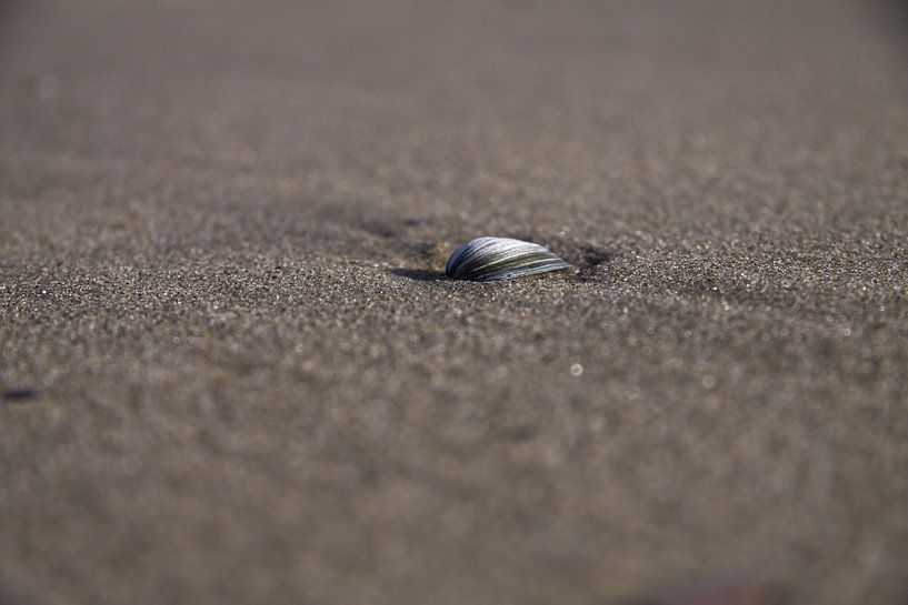 Shell in the beach by Peter van Weel