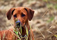 Rhodesian Ridgeback