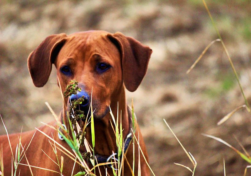 Rhodesian Ridgeback by Dagmar Behrens