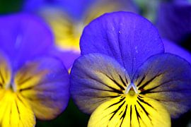 Viooltje III by Jessica Berendsen