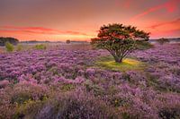 Heide in bloei