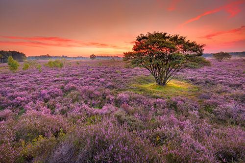 La bruyère en fleur