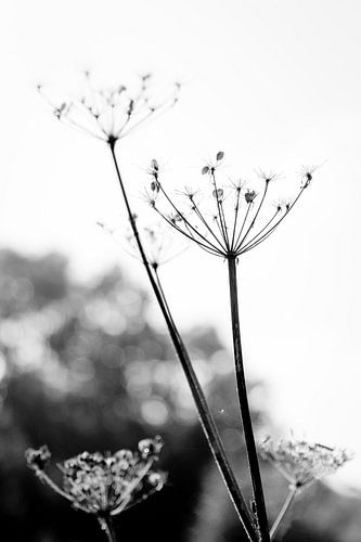 Getrocknete Blume im Beekberger Wald in schwarz-weiß