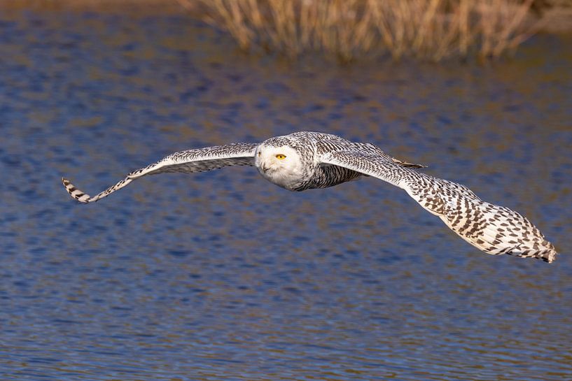 Schneeeule (Bubo scandiacus) von Gert Hilbink