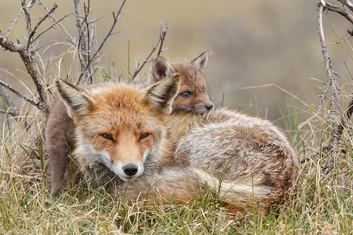 Young fox. by Menno Schaefer