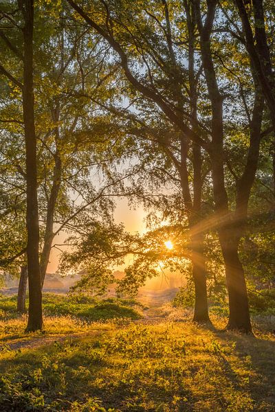 Forest path during the sunrise on Brunssummerheide by John van de Gazelle fotografie