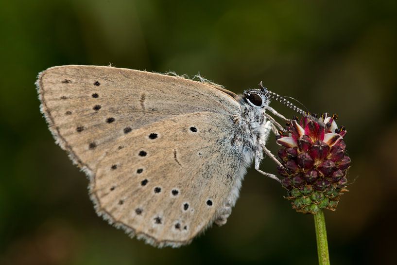 Scarce Large Blue on Great Burnet by Jaco Visser