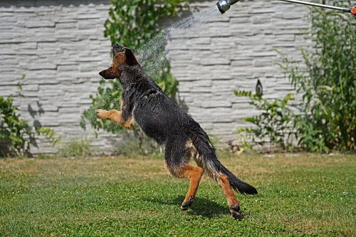 Schapenhond (puppy) speelt met water uit de tuinslang