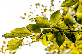 Beech leaves backlit by Dieter Walther