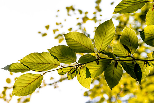 Beech leaves backlit by Dieter Walther