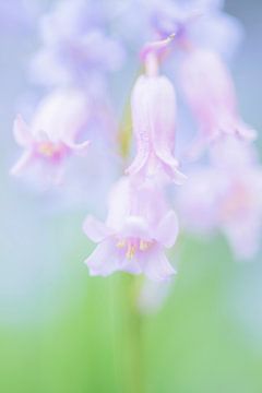 Roze boshyacinten van Francis Dost