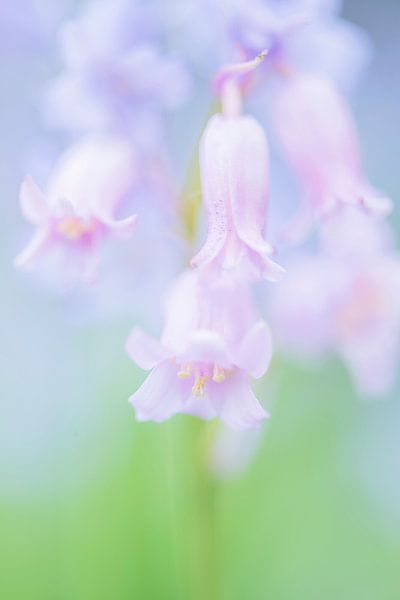 Jacinthes des bois roses par Francis Dost