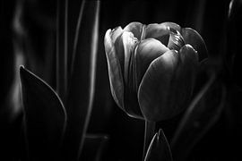 Tulip by Sylvia Van Dijk