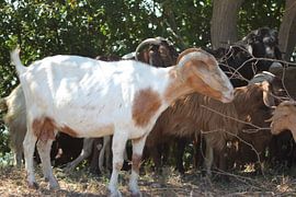 Goat - Kerkini Dam / Reservoir by ADLER & Co / Caj Kessler