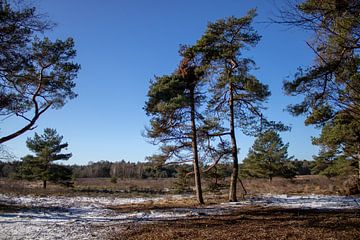 Two trees in the Needse Achterveld in winter with snow by Rezona